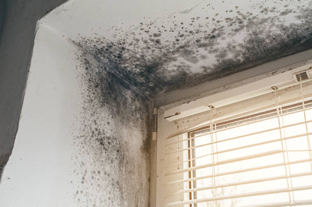 Affordable Basement Mold Removal solutions in Wilmington, NC