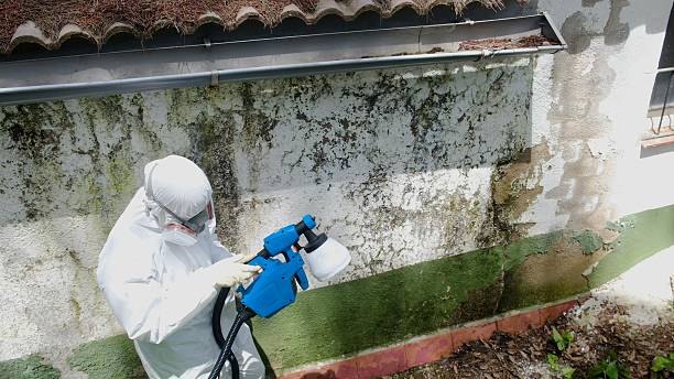 Trusted Mold Inspection service in Wilmington, NC - Cheap Mold Removal
